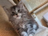 1 chaton femelle Maine Coon à vendre (LOOF)