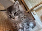 1 chaton femelle Maine Coon à vendre (LOOF)