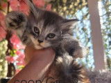 1 chaton femelle Maine Coon à vendre (LOOF)