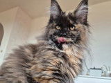 1 chatonne Maine Coon LOOF à vendre
