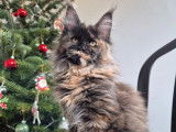 1 chatonne Maine Coon LOOF à vendre