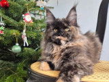 1 chatonne Maine Coon LOOF à vendre