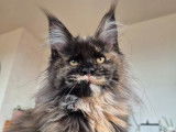 1 chatonne Maine Coon LOOF à vendre