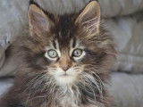 2 chatons mâles Maine Coon black silver et brown tabby disponibles à la vente (LOOF)