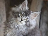 2 chatons mâles Maine Coon black silver et brown tabby disponibles à la vente (LOOF)