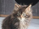 2 chatons mâles Maine Coon black silver et brown tabby disponibles à la vente (LOOF)