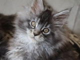2 chatons mâles Maine Coon black silver et brown tabby disponibles à la vente (LOOF)