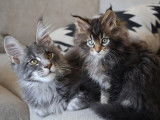 2 chatons mâles Maine Coon black silver et brown tabby disponibles à la vente (LOOF)