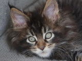 2 chatons mâles Maine Coon black silver et brown tabby disponibles à la vente (LOOF)