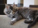 2 chatons mâles Maine Coon black silver et brown tabby disponibles à la vente (LOOF)