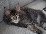 2 chatons mâles Maine Coon black silver et brown tabby disponibles à la vente (LOOF)