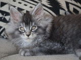 2 chatons mâles Maine Coon black silver et brown tabby disponibles à la vente (LOOF)