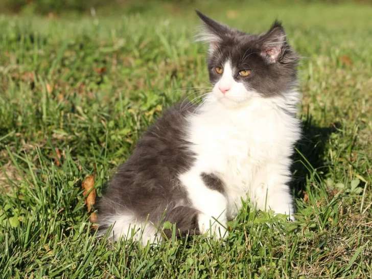 À vendre, 1 chaton mâle Maine Coon (non LOOF)