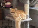 1 chaton mâle Persan roux tabby à vendre (non LOOF)