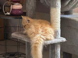1 chaton mâle Persan roux tabby à vendre (non LOOF)