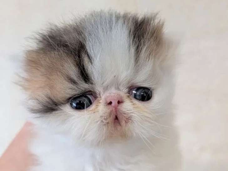 Chatons Persan et Exotic Shorthair à réserver (LOOF)