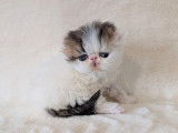 Chatons Persan et Exotic Shorthair à réserver (LOOF)