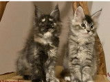 Un chaton femelle Maine Coon black silver tortie disponible à la vente (LOOF)