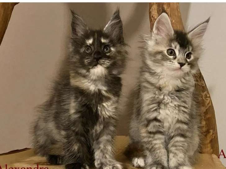 Un chaton femelle Maine Coon black silver tortie disponible à la vente (LOOF)