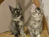 Un chaton femelle Maine Coon black silver tortie disponible à la vente (LOOF)