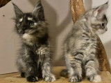 Un chaton femelle Maine Coon black silver tortie disponible à la vente (LOOF)