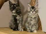 Un chaton femelle Maine Coon black silver tortie disponible à la vente (LOOF)