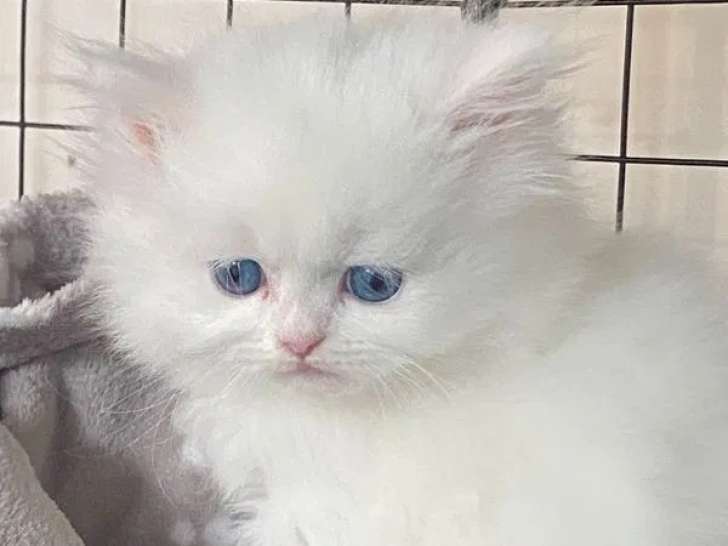 3 chatons Persans blancs disponibles à la vente (non LOOF)