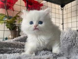 3 chatons Persans blancs disponibles à la vente (non LOOF)