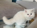 3 chatons Persans blancs disponibles à la vente (non LOOF)