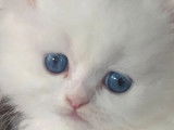 3 chatons Persans blancs disponibles à la vente (non LOOF)
