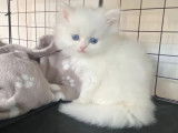 3 chatons Persans blancs disponibles à la vente (non LOOF)