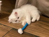 3 chatons Persans blancs disponibles à la vente (non LOOF)