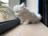 3 chatons Persans blancs disponibles à la vente (non LOOF)