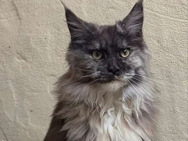 1 chaton femelle Maine Coon black tortie et blanc LOOF à vendre