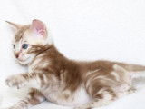 Chatons Bengal disponibles à la réservation (LOOF)