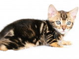 Chatons Bengal disponibles à la réservation (LOOF)