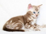 Chatons Bengal disponibles à la réservation (LOOF)