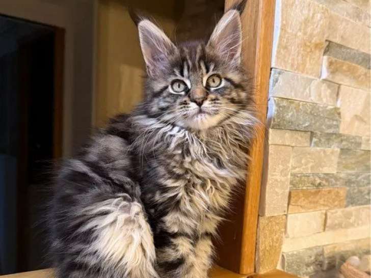 À vendre, 1 chaton femelle Maine Coon brown blotched tabby (LOOF)