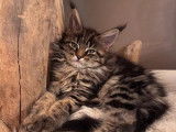 À vendre, 1 chaton femelle Maine Coon brown blotched tabby (LOOF)