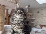 À vendre, 1 chaton femelle Maine Coon brown blotched tabby (LOOF)