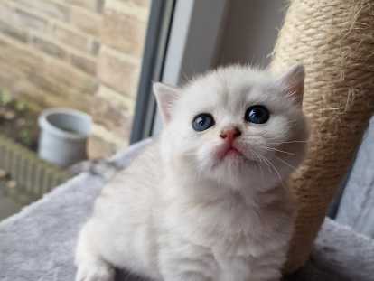 Chatons British Shorthair à vendre