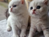 Chatons British Shorthair à vendre