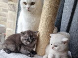 Chatons British Shorthair à vendre