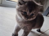 Chatons British Shorthair à vendre