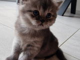 Chatons British Shorthair à vendre