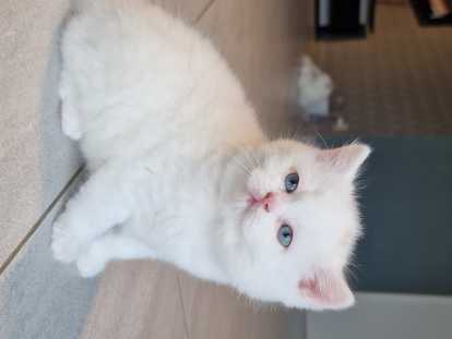 Chatons British Shorthair &agrave; vendre