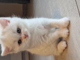 Chatons British Shorthair à vendre