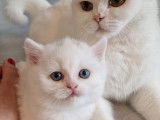 Chatons British Shorthair à vendre