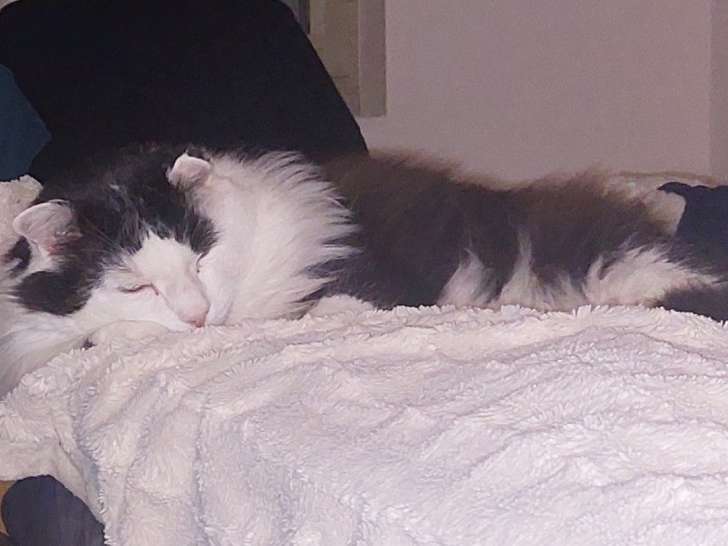 Chat mâle disponible pour saillie