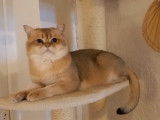 Magnifique m&acirc;le British Shorthair golden &agrave; vendre
